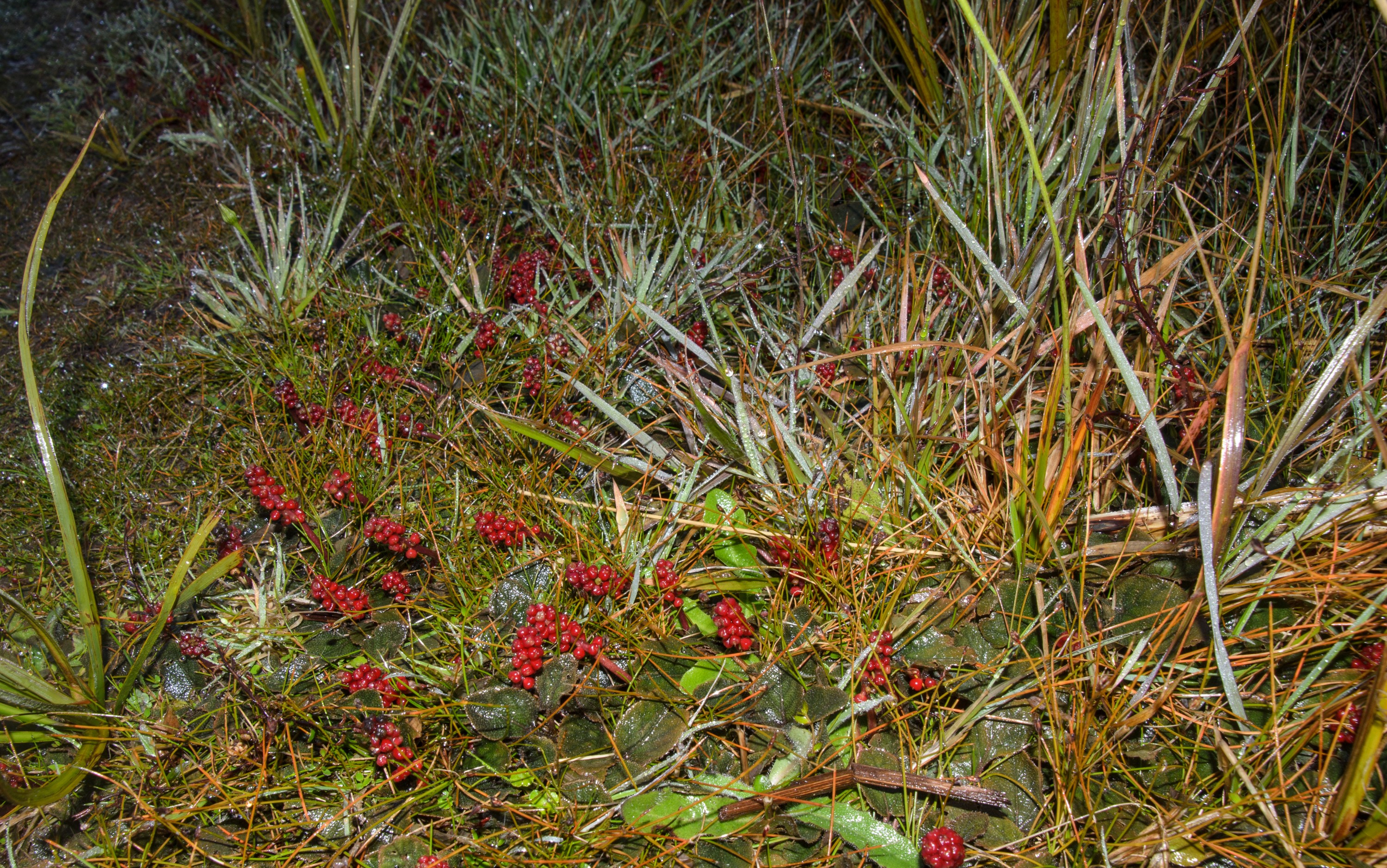 DSC_2122 – Adventure, Crispin, Freshwater, Freshwater Hut, Gunnera hamiltonii, Hut, Island, March 2017, Mason, Mason Bay, National Park, New, New Zealand, Rakiura, South, Stewart, Zealand